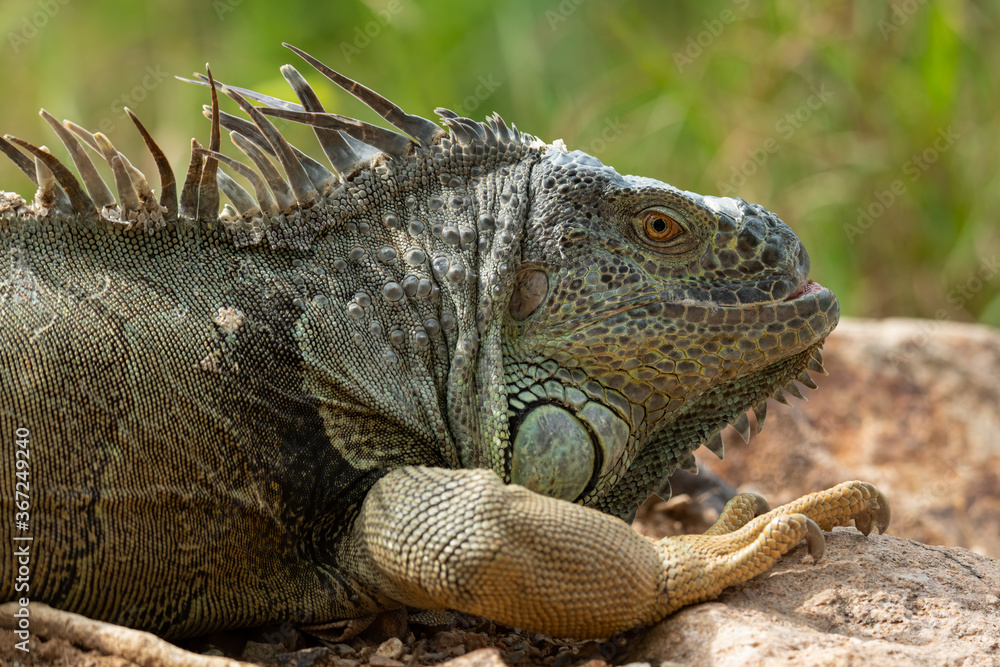 Close-up picture of Green Iguana lying on a rock Close-up picture of Green Iguana lying on a rock