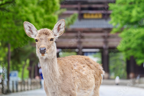 A close-up of a deer staring at Todaiji Temple in Nara Park in Nara Prefecture, Japan on May 13, 2020.
