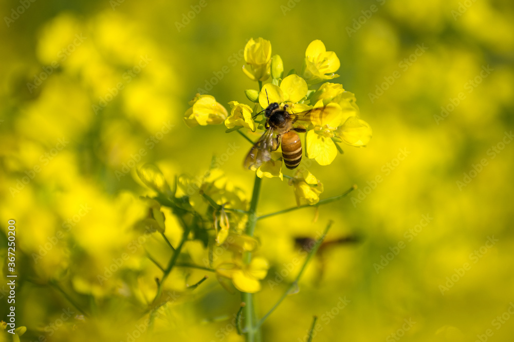 bee on yellow flower bee on yellow flower