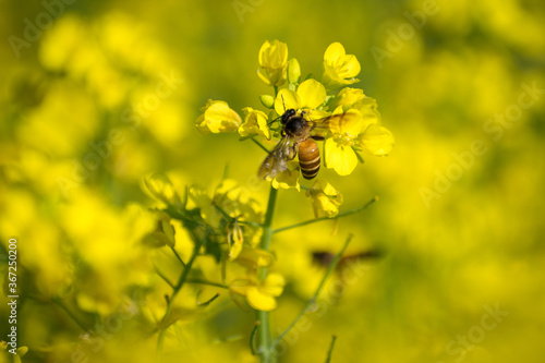 bee on yellow flower © RakibHasan