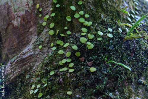 A round green plant that grows on an old large tree in the forest.