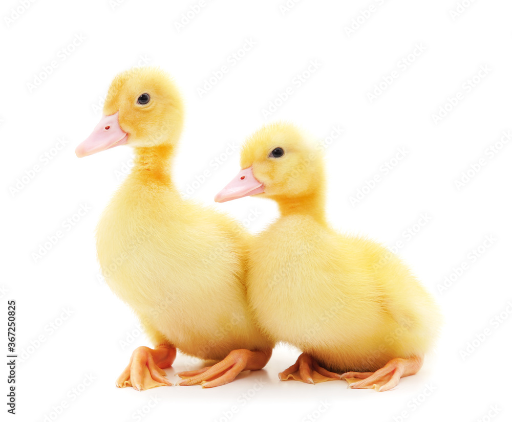 Two yellow ducklings. Two yellow ducklings.