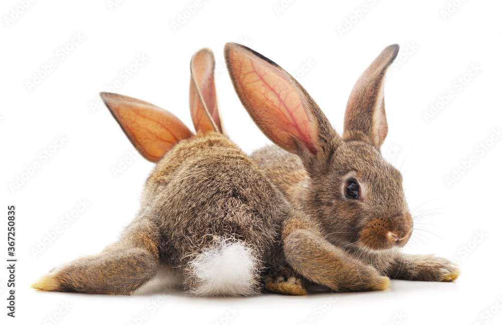 Naklejka premium Two little rabbits.
