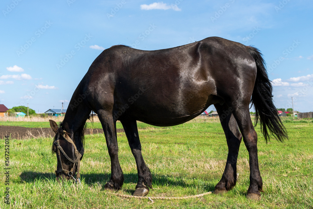 pregnant black horse in a meadow against a blue sky. pregnant black horse in a meadow against a blue sky.