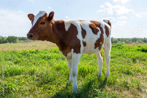 A brown spotted cow in a green meadow looks at the camera