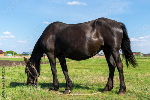 pregnant black horse in a meadow against a blue sky.