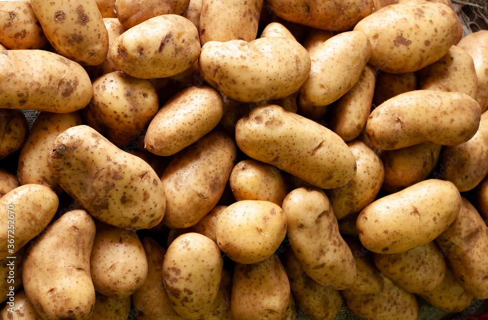 Potatoes with freshly collected soil Potatoes with freshly collected soil