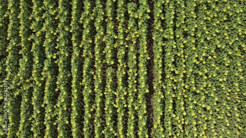 Sunflowers field from above. Drone camera flight up. Sunflowers field from above. Drone camera flight up.
