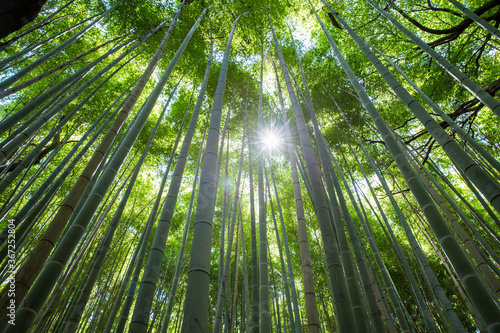 Background of bamboo groves in Arashiyama, Kyoto, Japan