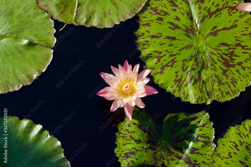 Floating Flower In Lilly Pads