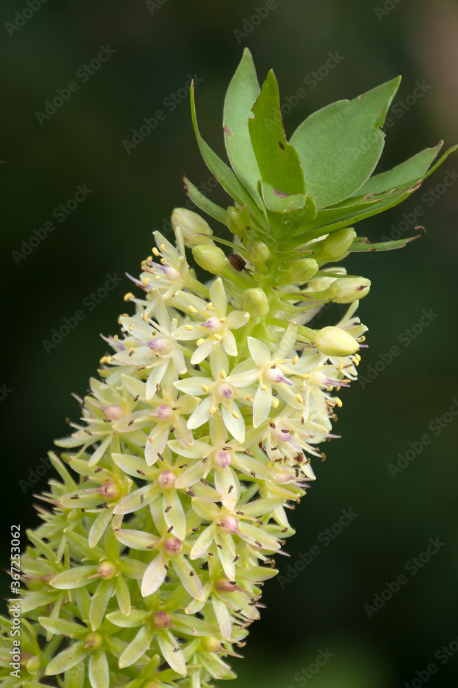 Sydney Australia, flower stem if eucomis or pineapple lily Sydney Australia, flower stem if eucomis or pineapple lily