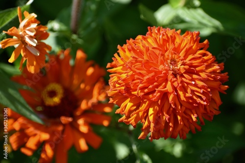 Orange Flower
