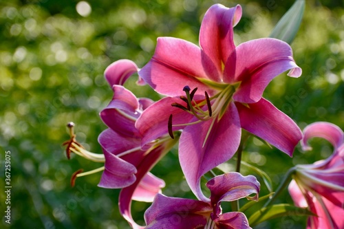 Blooming Purple Flower