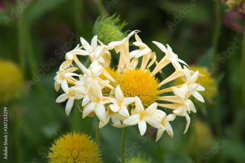 Sydney Australia, pale yellow Lorenziana Gaillardia or fanfare blanket flower 