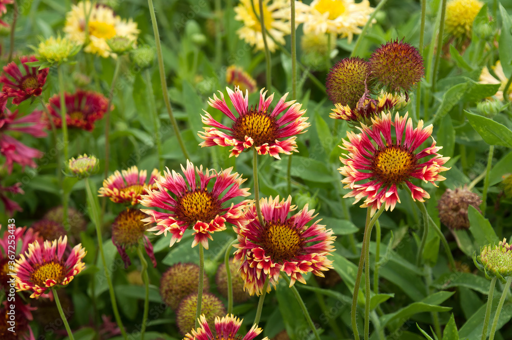 Sydney Australia, vibrant Lorenziana Gaillardia or fanfare blanket flower in garden Sydney Australia, vibrant Lorenziana Gaillardia or fanfare blanket flower in garden