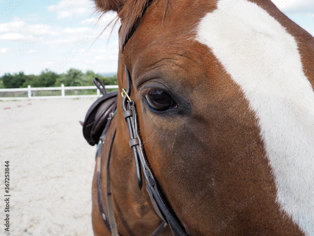 Obraz premium Horse eye