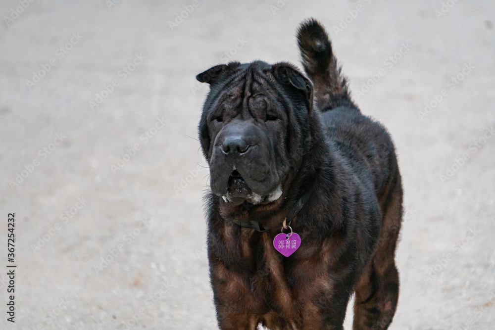 Obraz premium portrait of a black dog