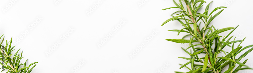 Fresh cut Rosemary Isolated on White banner with copy space Fresh cut Rosemary Isolated on White banner with copy space