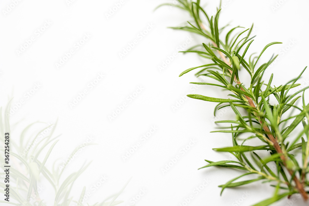 Fresh cut Rosemary Isolated on White  card with copy space