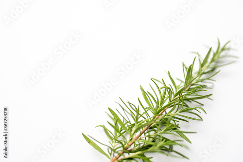 Fresh cut Rosemary Isolated on White card with copy space