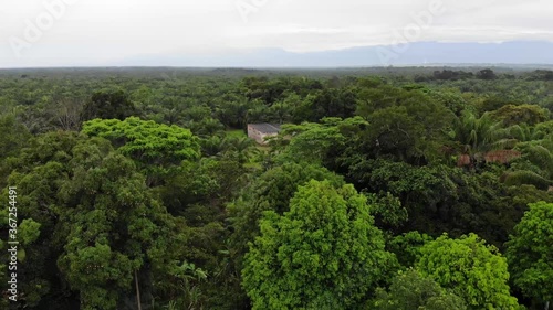 green forest in the morning