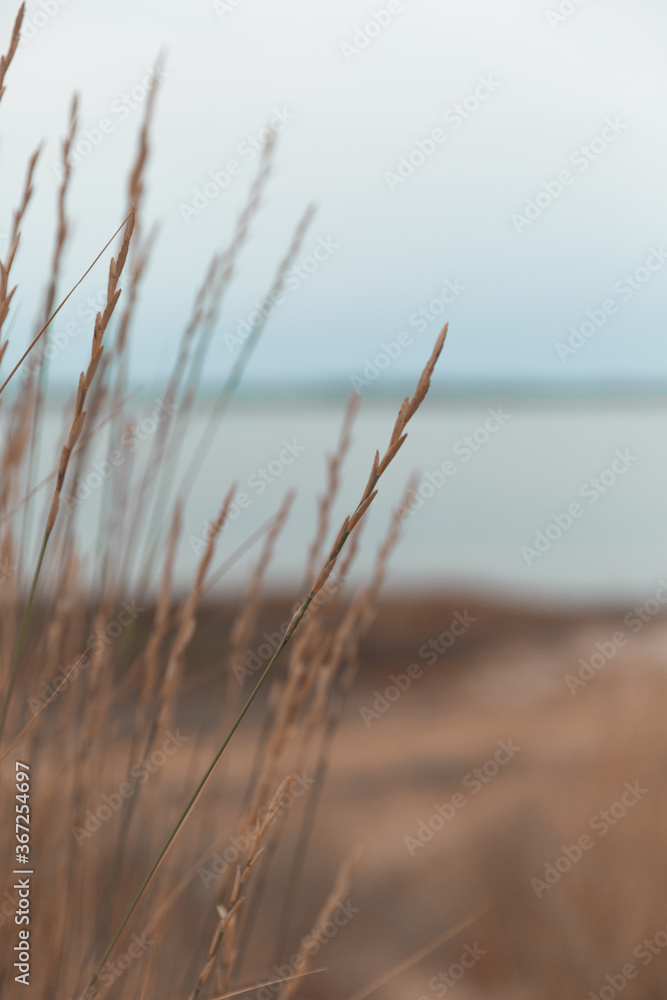 Obraz premium grass on the beach