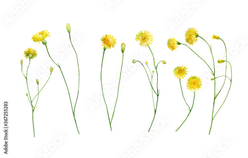 Set of yellow watercolor wild dandelions on white background