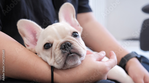 Cute young french bulldog lying on woman owner's hand and looking at camera 
