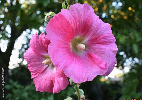 Wallpaper Mural pink hibiscus flower Torontodigital.ca