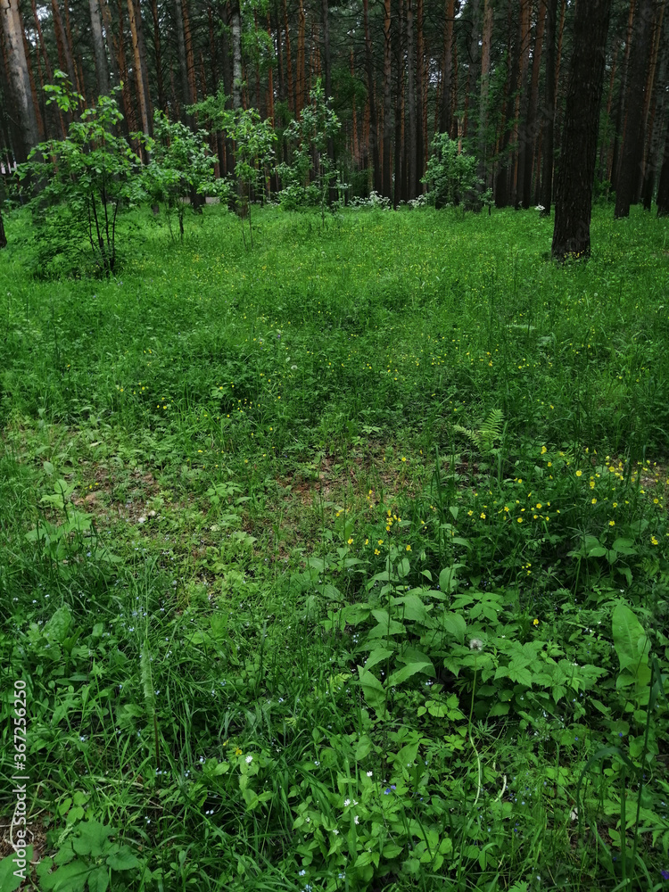 green forest in the morning green forest in the morning