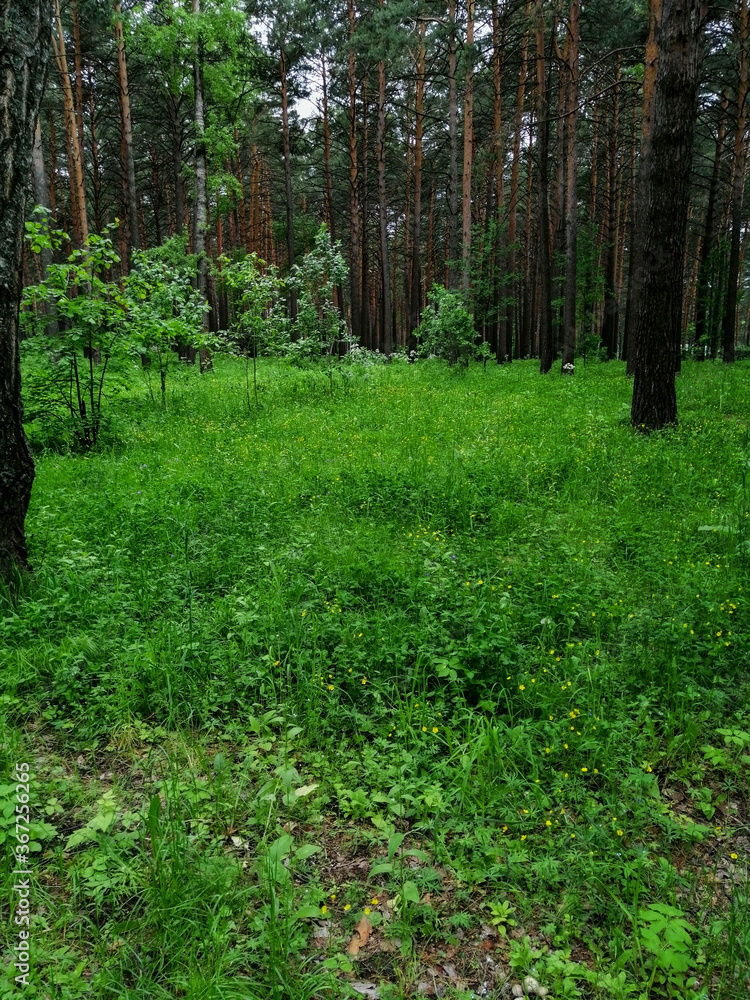 Fototapeta premium footpath in the woods