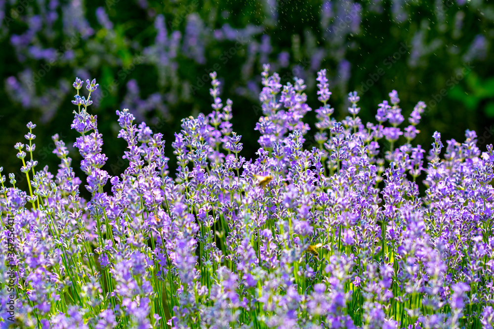 Beautiful fragrant lavender flowers in the middle of the green plain Beautiful fragrant lavender flowers in the middle of the green plain