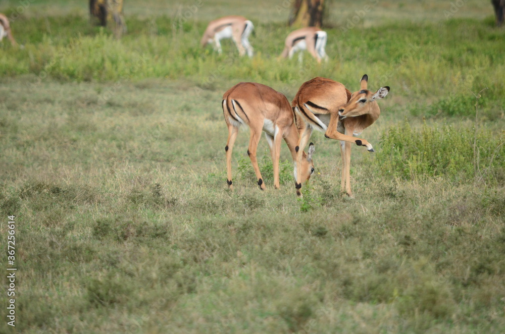 Thomson's Gazelle in Masai Mara Thomson's Gazelle in Masai Mara