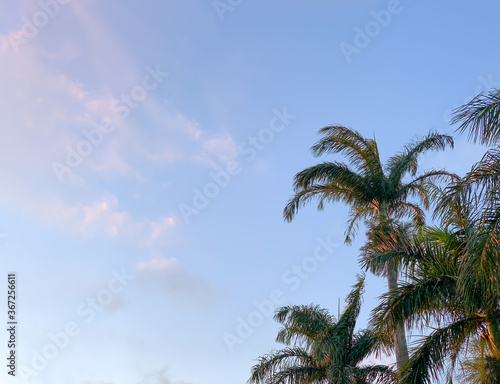 palm trees and blue sky © EDBS