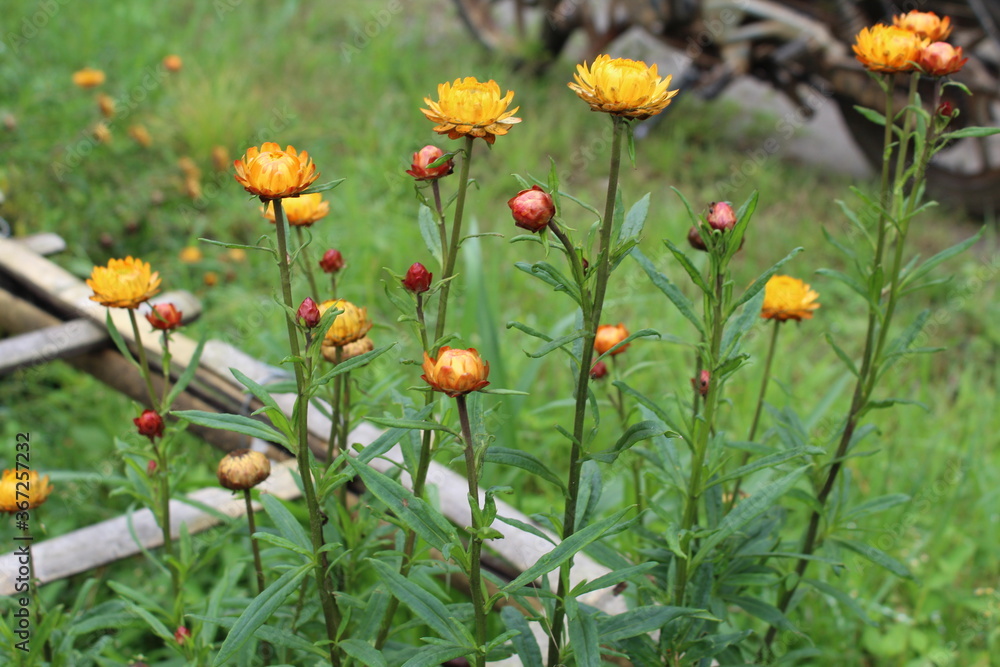 Amazing dandelion flowers are blooming in the garden of local village Amazing dandelion flowers are blooming in the garden of local village