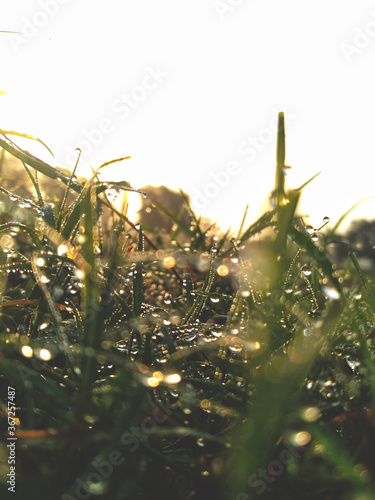 close up of pine needles