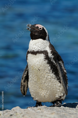 An African penguin (Spheniscus demersus) on coastal rocks, Western Cape, South Africa.