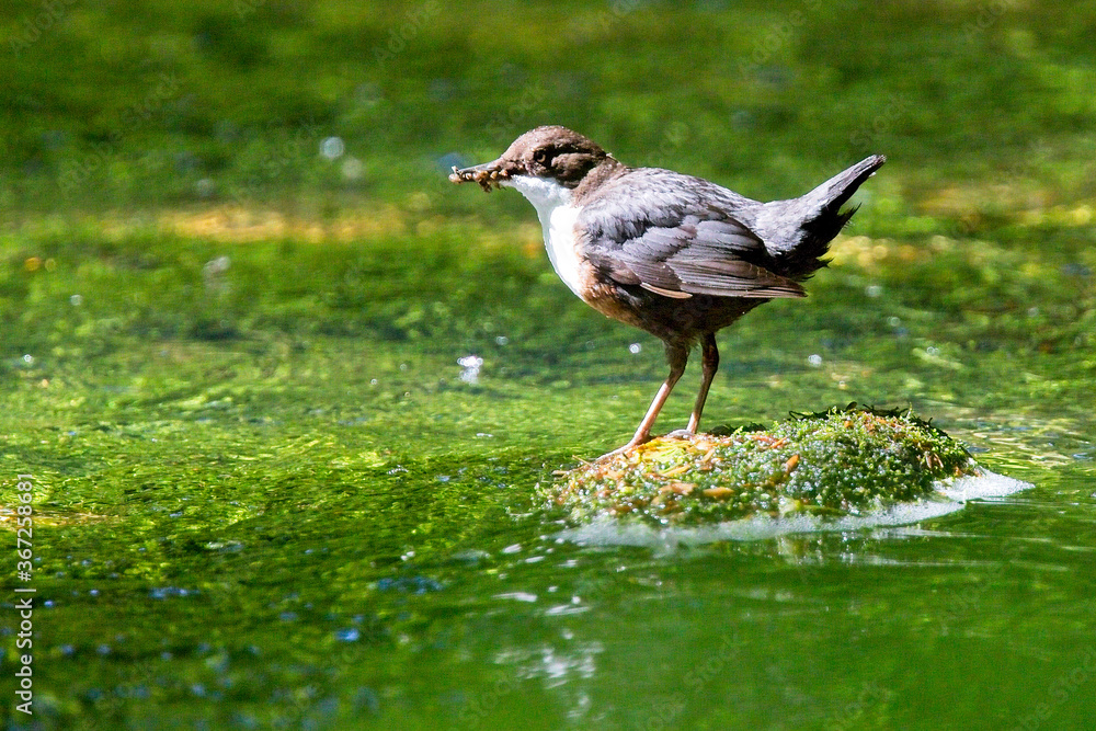 Adult White-throated Dipper (Cinclus cinclus) with a full beak ready to feed young, Newlyn, Cornwall, England, UK. Adult White-throated Dipper (Cinclus cinclus) with a full beak ready to feed young, Newlyn, Cornwall, England, UK.