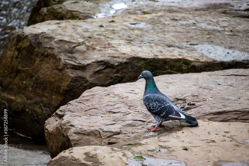 Pigeon looking out from a rock