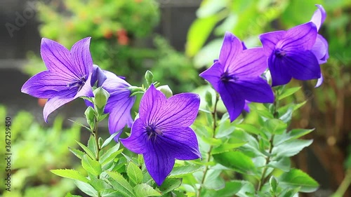 キキョウの花