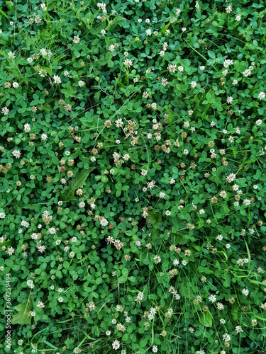 background of green clover leaves