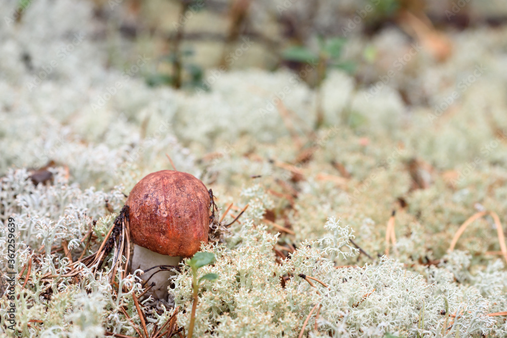 Edible mushroom boletus with red hat grows on white moss on an autumn day in the forest.