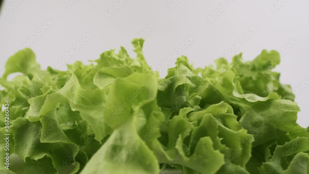 Green oak fresh lettuce planted in the Hydroponics style is beautifully placed and slowly rotating. Green oak fresh lettuce planted in the Hydroponics style is beautifully placed and slowly rotating.