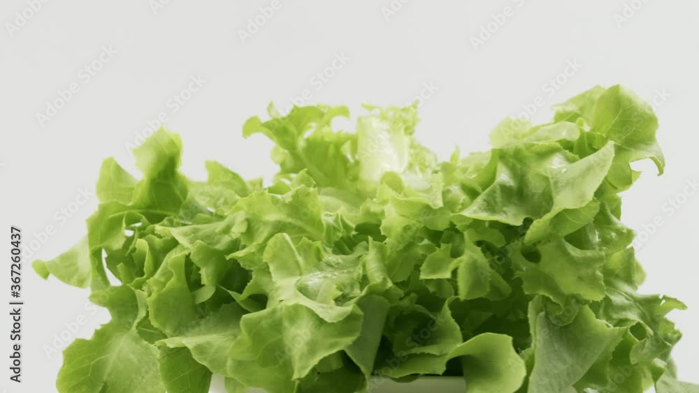 Green oak fresh lettuce planted in the Hydroponics style is beautifully placed and slowly rotating. Green oak fresh lettuce planted in the Hydroponics style is beautifully placed and slowly rotating.