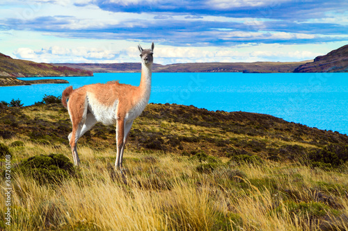 Guanaco is a humpbacked camel