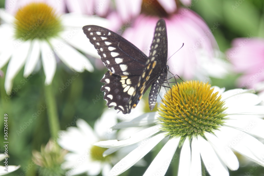 butterfly sitting on Rubin Glow flower