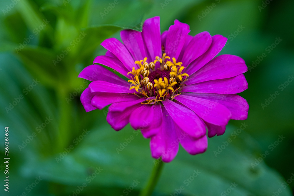 Purple Common Zinnia (Zinnia elegans) in garden with space for putting text, lowkey Purple Common Zinnia (Zinnia elegans) in garden with space for putting text, lowkey