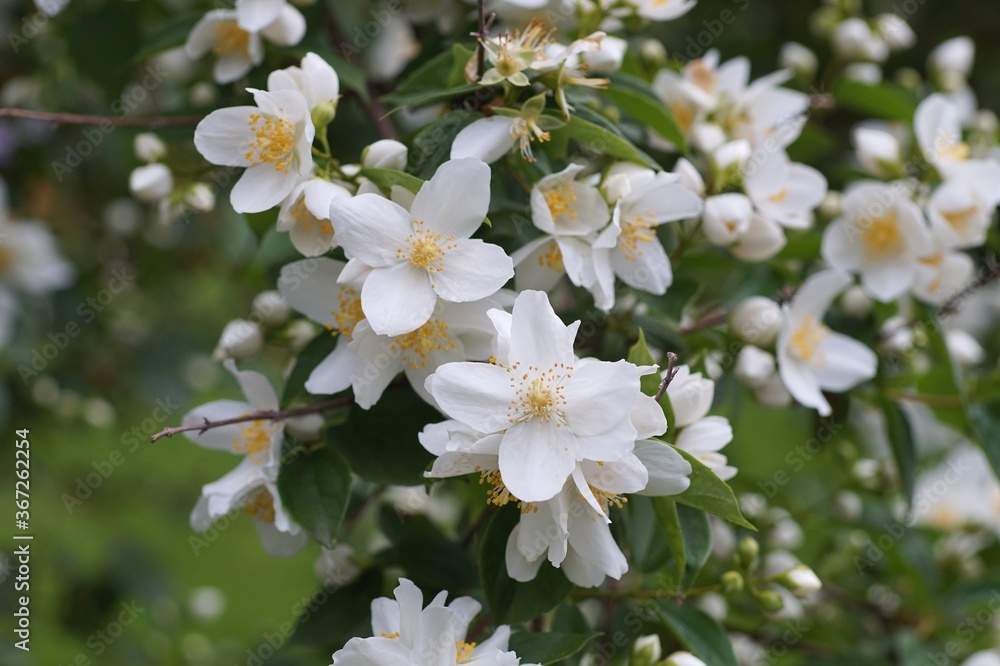 Obraz premium Spaziergang um Brannenburg mit Blumen