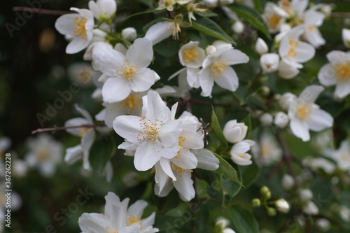 Spaziergang um Brannenburg mit Blumen
