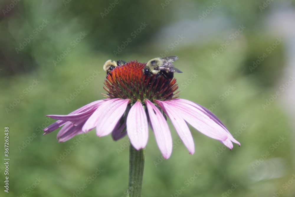 bumblebees working on a Rubin Glow flower bumblebees working on a Rubin Glow flower